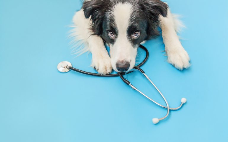 Pacientes con covid en UCI podrán recibir visitas de sus mascotas